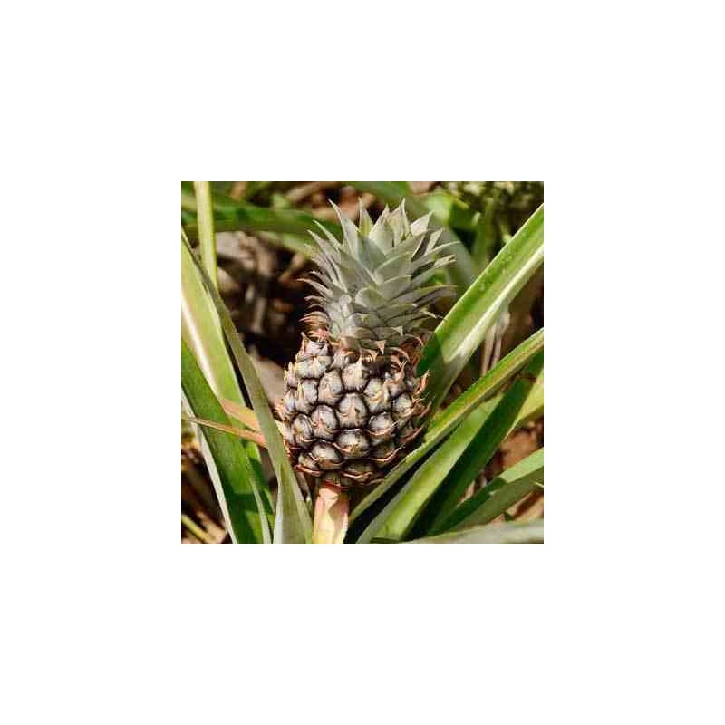 Ananas Monte or