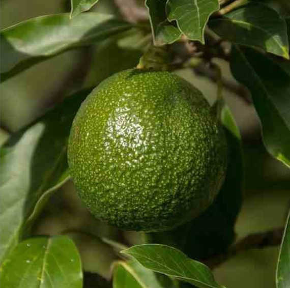 Avocatier : Persea americana var. reed (De greffe)
