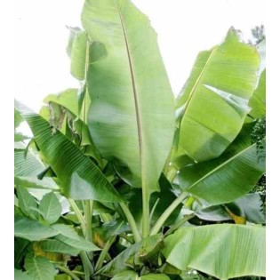 Bananier Musa sikkimensis