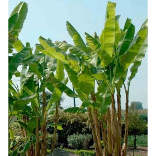 Musa basjoo x hybridum (Bananier rustique)