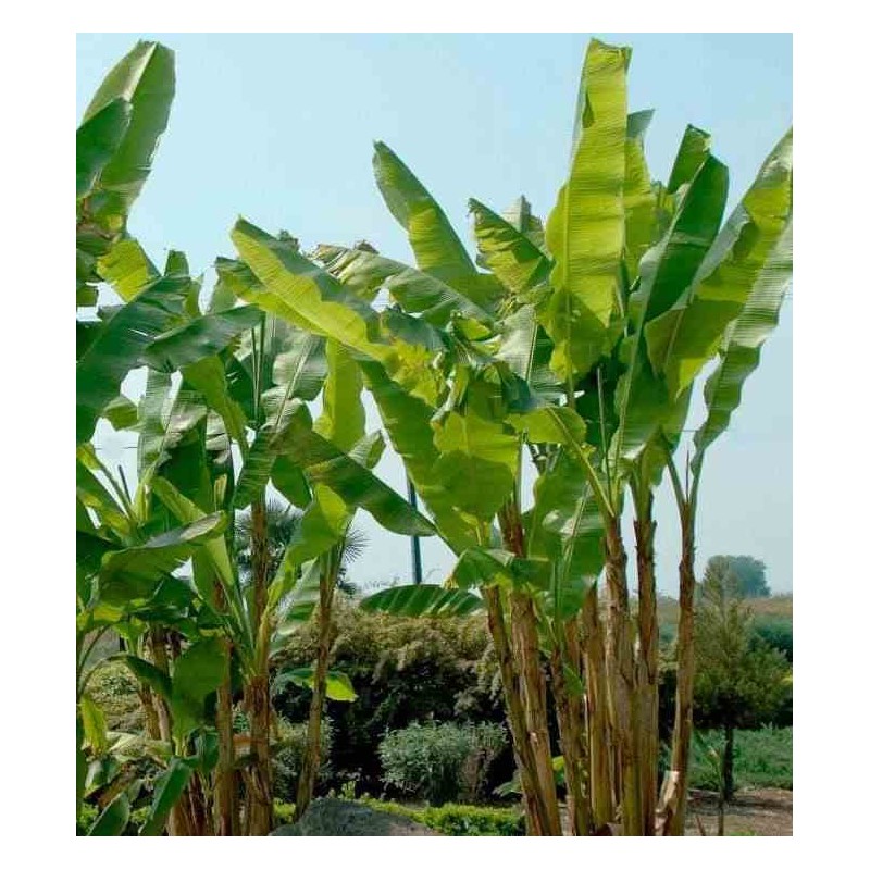 Musa basjoo x hybridum (Bananier rustique)