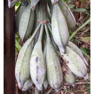 Musa nagensium (bananier à tronc violet)