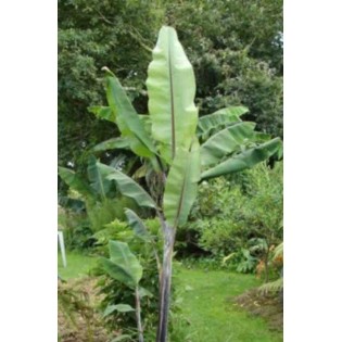 Musa nagensium (bananier à tronc violet)