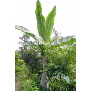 Ensete glaucum (Bananier des neiges)