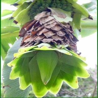 Ensete glaucum (Bananier des neiges)