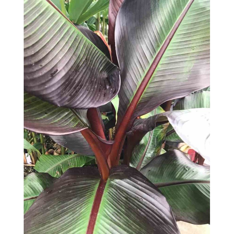 Ensete ventricosum Maurelii (Bananier rouge d'Abyssinie)