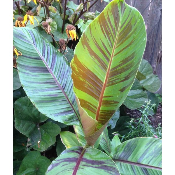 Bananier Musa Sikkimensis Cv Tigre Rouge Manipour Pot De 6 Litres 80100 Cm Couleur 2623