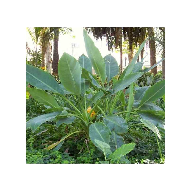 Musella lasiocarpa (bananier Lotus d'or)