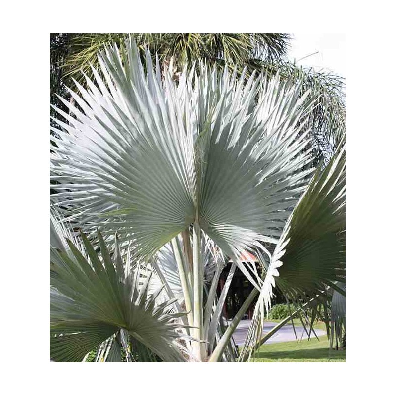 Bismarckia nobilis (Palmier de Bismarck)
