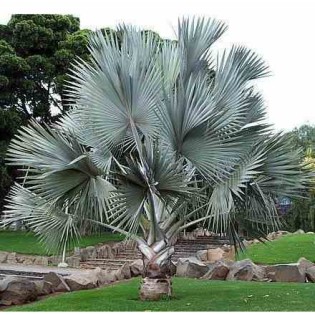 Bismarckia nobilis (Palmier de Bismarck)