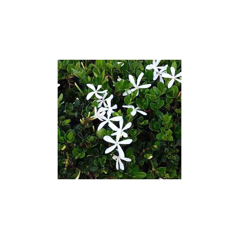 Carissa grandiflora : prunier du natal