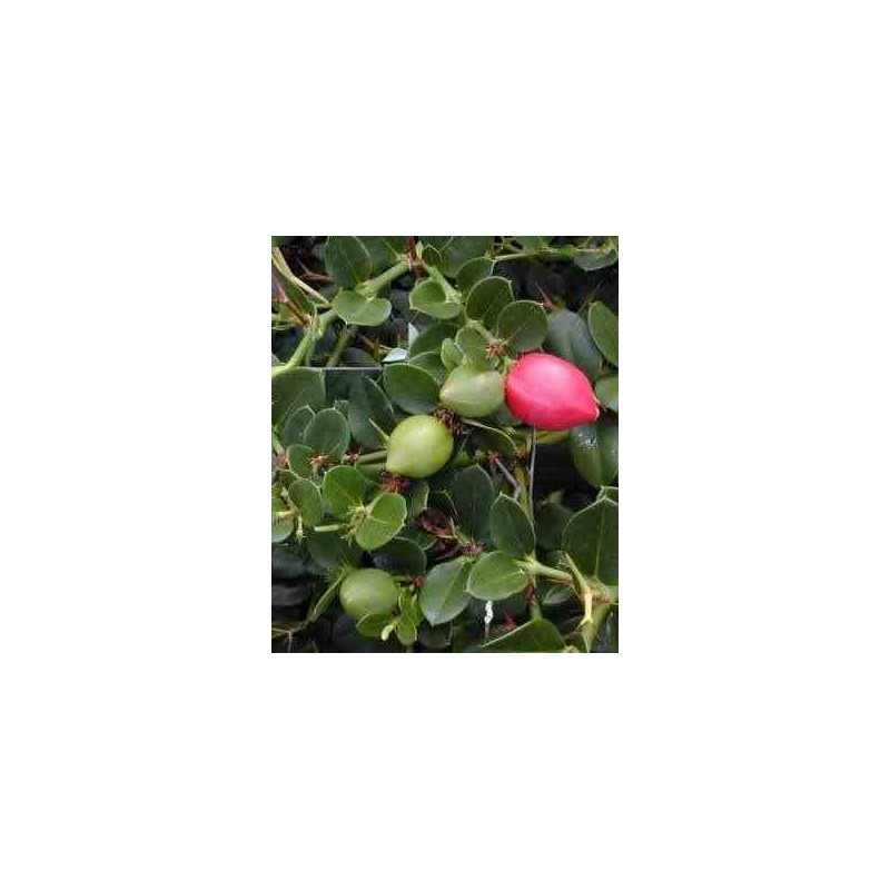 Carissa grandiflora : prunier du natal