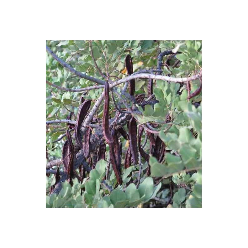 Ceratonia siliqua (caroubier)