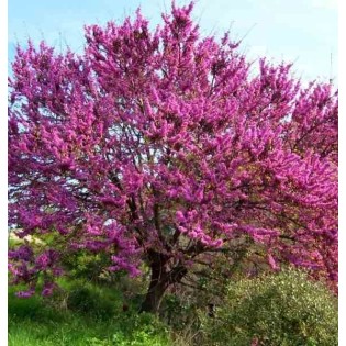Cercis siliquastrum (arbre de judée)