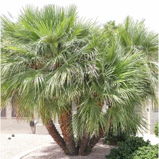 Chamaerops humilis (palmier doum)