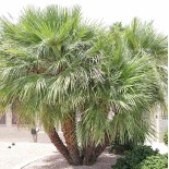 Chamaerops humilis (palmier doum)