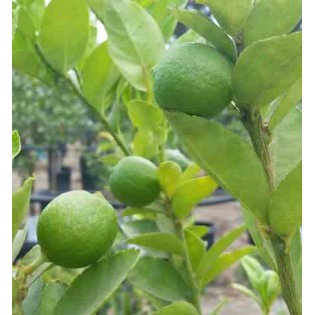 Citrus aurantifolia (citron vert)