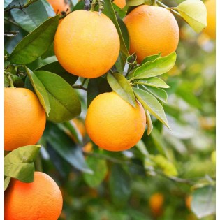 Citrus aurantium (Orange amère)