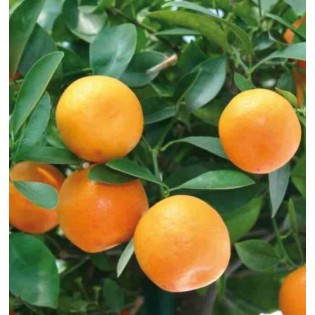 Citrus clementina (syn. Citrus reticulata)