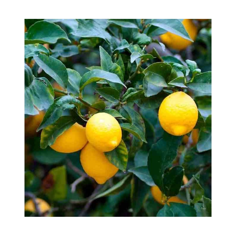 Citrus limon (citronnier)
