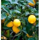 Citrus limon (citronnier)