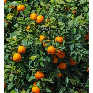 Citrus sinensis (oranger)