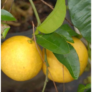 Citrus x paradisii (pamplemoussier)