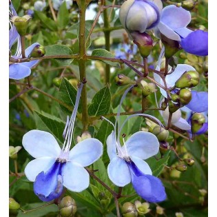 Clerodendrum ugandese