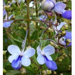 Clerodendrum ugandese