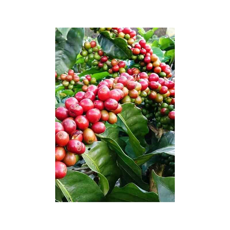 Coffea arabica (caféier)