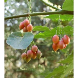 Cyphomandra betacea (Tomates en arbre ou tamarillo))