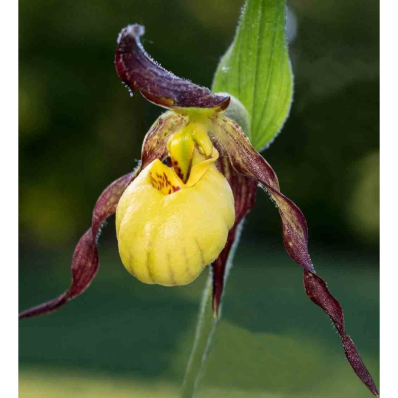 Cypripedium "Emil"(Orchidées terrestres)
