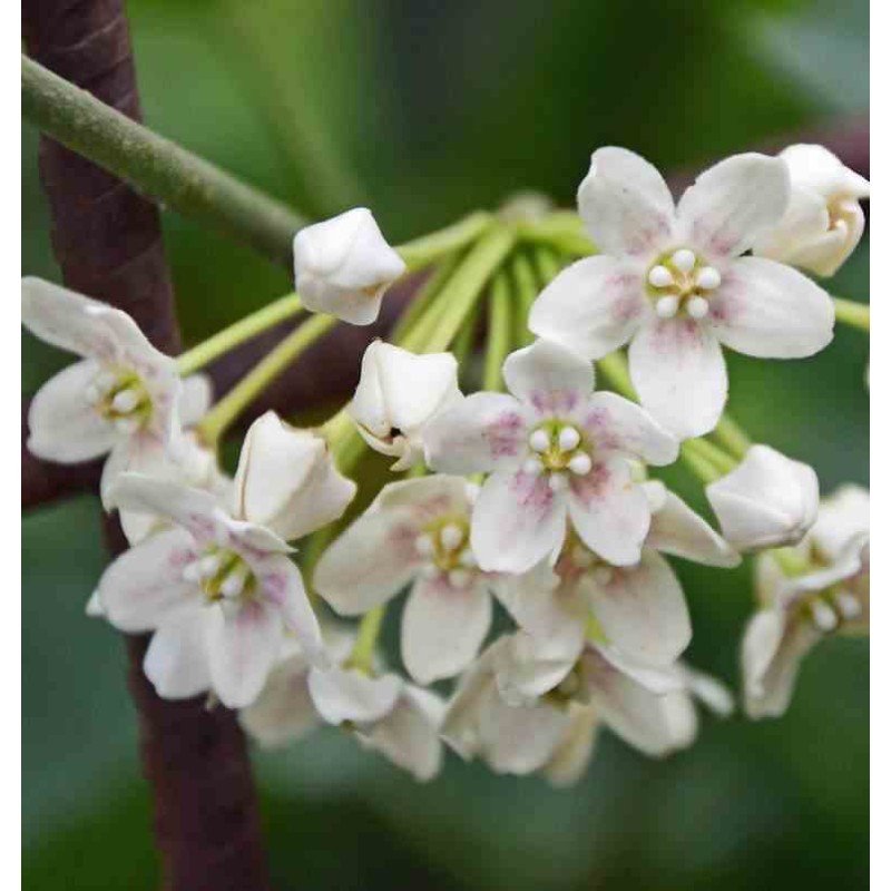 Dregea sinensis (syn. Wattakaka s.)