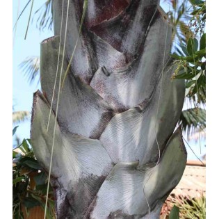 Dypsis decaryi (palmier trièdre)