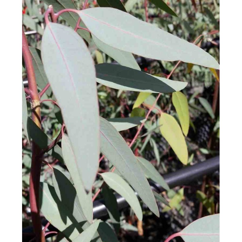 eucalyptus camaldulensis (Gommier des rivières ou Gommier rouge)