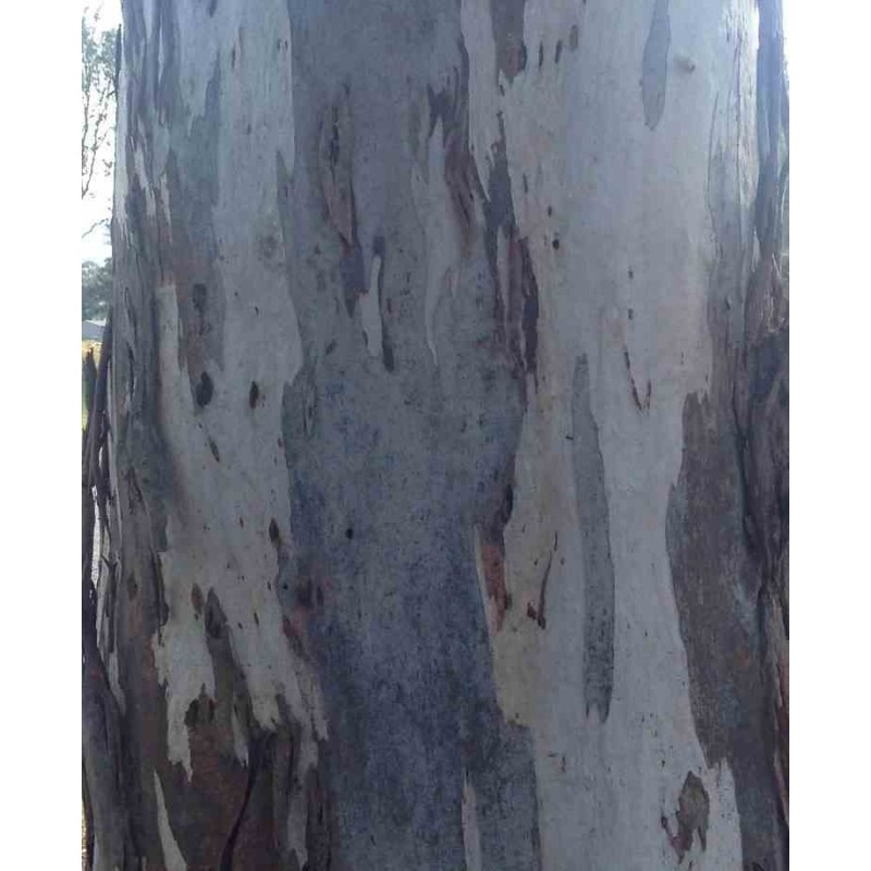 eucalyptus camaldulensis (Gommier des rivières ou Gommier rouge)