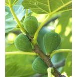 Ficus carica (figuier)