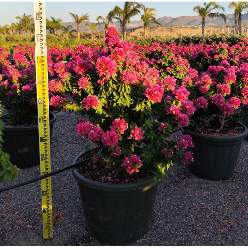 Bougainvillea Bougainvillea 'Mini Thai' (bougainvillier nain)