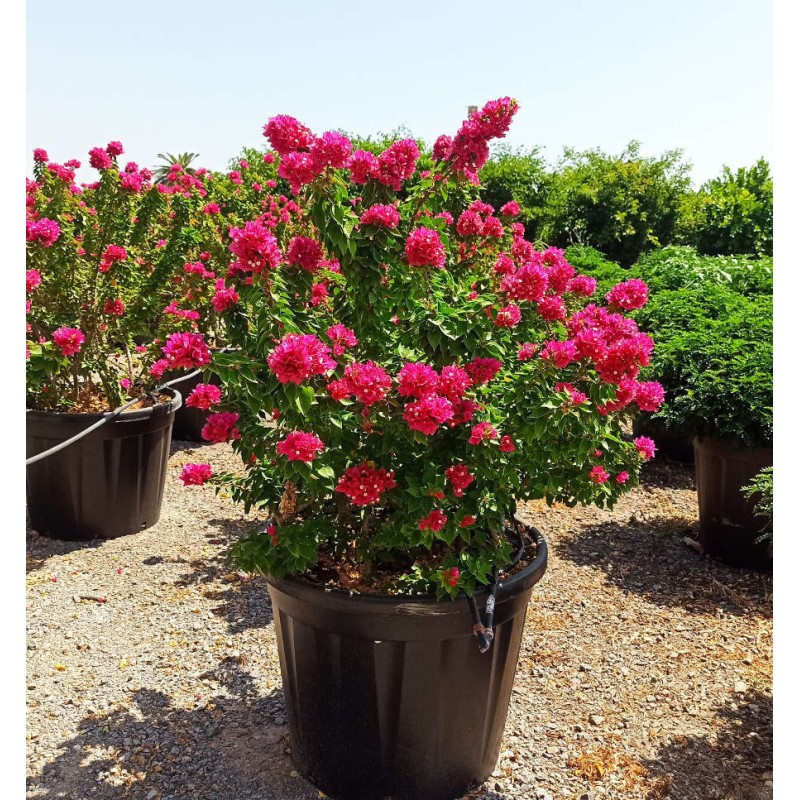Bougainvillier Bougainvillier 'Mini Thai' (bougainvillier nain) Bougainvillier Bougainvillier 'Mini Thai' (bougainvillier nain)