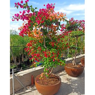 Bougainvillier hybride multi couleur (bougainvillier)