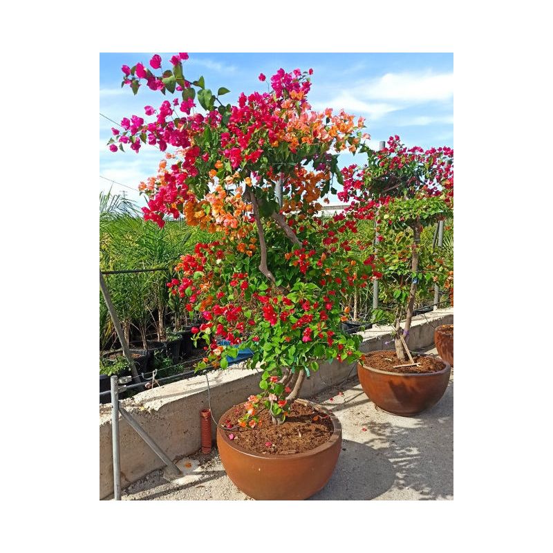 Bougainvillier hybride multi couleur (bougainvillier)