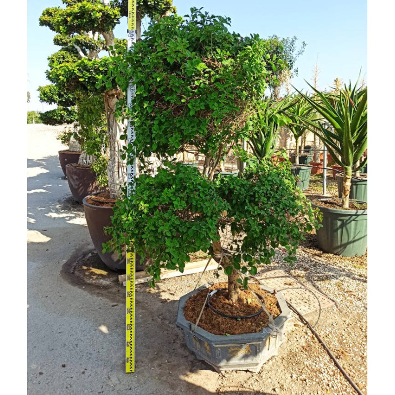 Bougainvillea hybride (bougainvillier)