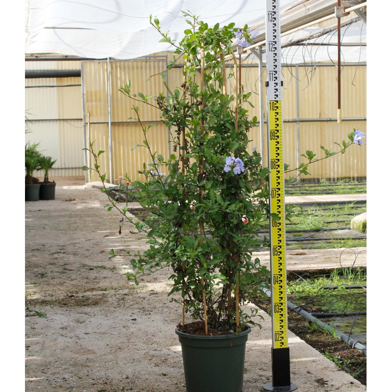 Pandorea jasminoides (Bignone faux jasmin)