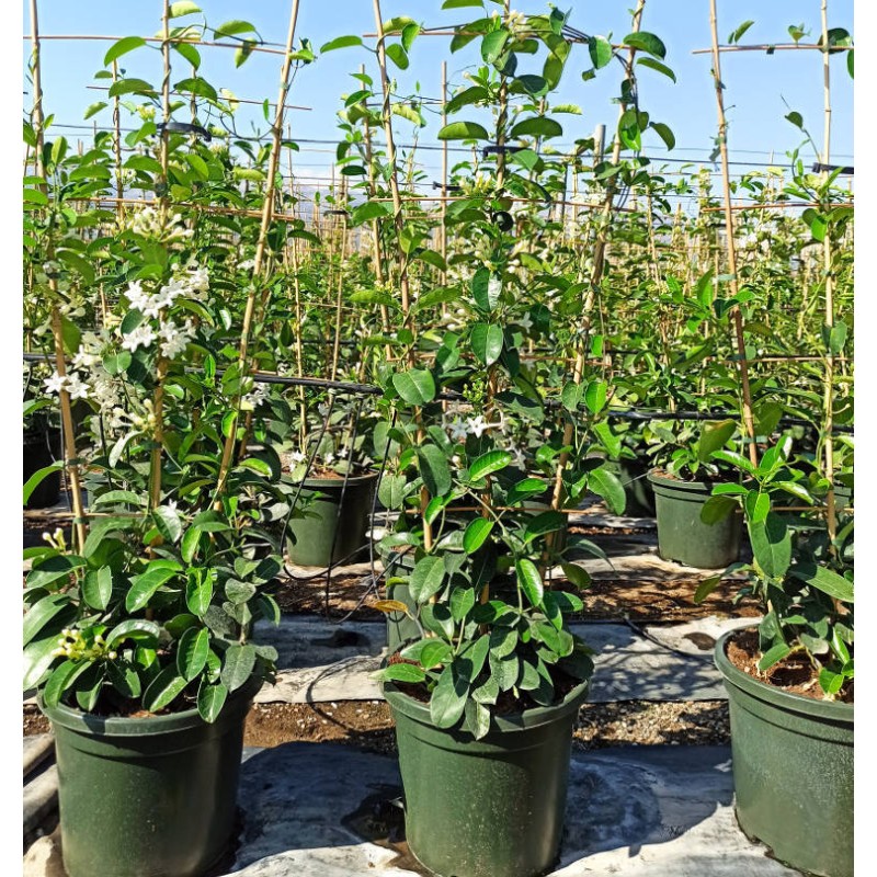 Stephanotis floribunda (jasmin de Madagascar)