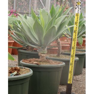 Agave attenuata