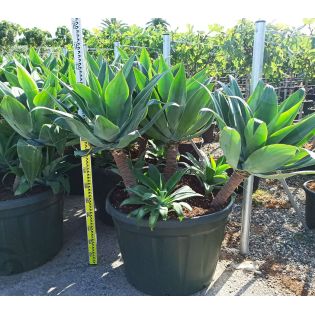 Agave attenuata