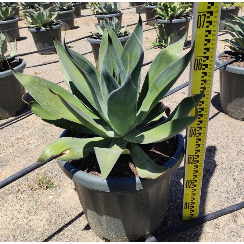 Agave attenuata blue flame