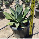 Agave attenuata blue flame