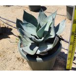 Agave celsii 'Nova'