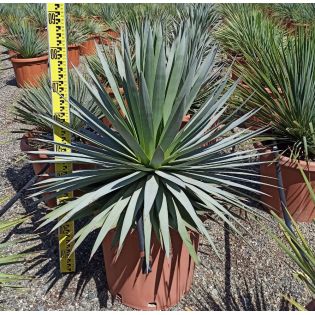 Agave celsii albicans x attenuata ‘Blue Haze’